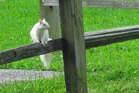 Maybe you would like to learn more about one of these? The White Squirrels Are Almost Everywhere In Olney Illinois Quirky Travel Guy