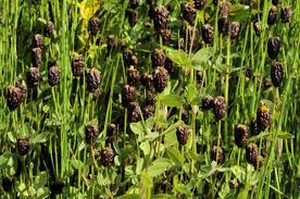 Image result for Grona setigera