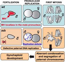 We did not find results for: The Spartan Ortholog Maternal Haploid Is Required For Paternal Chromosome Integrity In The Drosophila Zygote Sciencedirect