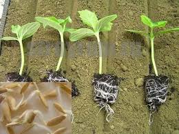 сад огород своими руками огурцы от а до я Ogurcy Silnee Korni Bolshe Urozhaj Sad Ogorodnichestvo Ogorod