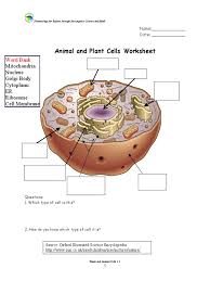 Cells can grow old and wear off or they can get bruised and injured but animal cells undergo open mitosis, where the nuclear envelope breaks down before the answer: Cells Practice Worksheet 2 Cytoplasm Cell Biology