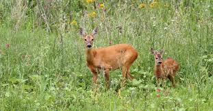 Ameisen sind ihnen als fleißige tiere bekannt. Das Reh Wildes Tier Mit Sanften Augen Landkind