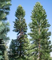 Image result for Araucariaceae