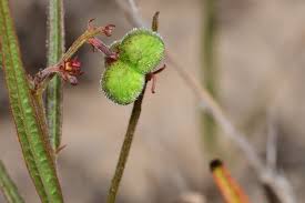 Image result for Tragia rupestris