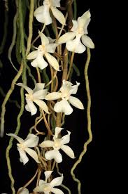 Image result for Aerangis kotschyana