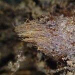 Image result for Blotiella