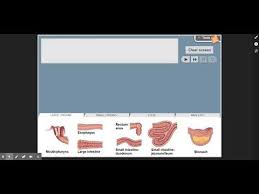 Digestive system vocabulary game to match the names with the picture. Digestive System Gizmo Walkthrough Youtube