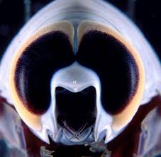 It also holds great scientific interest as the habitat of species such as the. Tiere Neue Lebewesen Aus Der Korallensee Vor Australien Bilder Fotos Welt