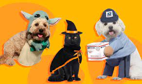 Fish taco headpiece halloween cat costume $5.99 at target. 25 Best Halloween Pet Costumes For Dogs Cats And Yes Guinea Pigs