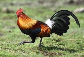 Birds That Start With A P 