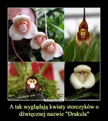 nazwie "Drakula" – Demotywatory ...
