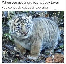 28 Amusing Memes That Ll Leave You With A Big Dumb Smile Cute Animal Memes Funny Animal Memes Funny Animals