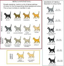 Guide To Merle Cat Coat Patterns And Colors Cat Colors Bengal Cat Bengal Cat Facts