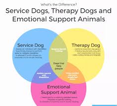 What Are The Differences Between Service Dogs Therapy Dogs And Emotional Support Dogs Dogs Servicedogs Service Dogs Emotional Support Animal Therapy Dogs