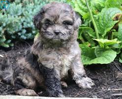 These dogs were bred by the chinese court and from them the dog we know today as the shih tzu developed. Shichon Teddy Bear Puppies For Sale Puppy Adoption Keystone Puppies