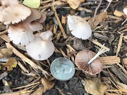 Are mushrooms in your garden bad? Mushroom Id Please Are They Edible They Re In Mulch Around My Garden Zone 8b Texas After A Dewey Night This Is The First Time They Ever Appeared Since I Put Down This