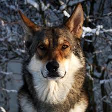 Von westerode (tschechoslowakischer wolfshund ). Saarloos Wolfhond John Loki Home Facebook