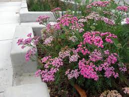 El Cerrito Rain Gardens Achillea Millefolium California Native Garden Rain Garden Plants