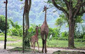 Singapore Zoo Wees First Giraffe Calf In 28 Years Measuring 19m Tall At Birth Wildlife Reserves Singapore Says The C Singapore Zoo Wildlife Reserve Singapore
