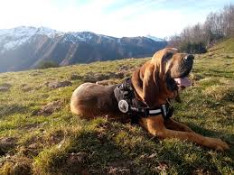 (op 3 maand vaccin rabiës + 21 dagen wachttijd). Faits Divers Le Chien De La Gendarmerie Retrouve Une Femme Disparue Depuis Deux Jours