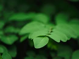 Maybe you would like to learn more about one of these? 9 Manfaat Kelor Daun Kelor Bagus Untuk Kesehatan Organ Dalam Diadona Id