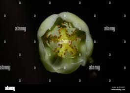 Image result for Crateranthus