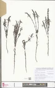 Image result for Striga bilabiata