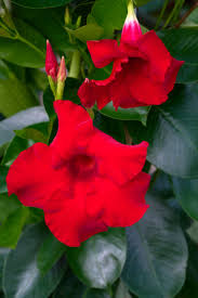 Image result for Mandevilla