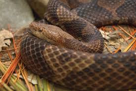 Top 10 smallest snake in the world. The Top 10 Deadliest Snakes In North America Outdoorhub