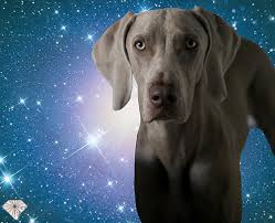 Dogs In Your Dream The Meaning And Spiritual Symbolism