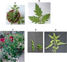 Your potential clients will too. Identification And Characterization Of Ageratum Yellow Vein Malaysia Virus Ayvmv And An Associated Betasatellite Among Begomoviruses Infecting Solanum Lycopersicum In Malaysia Springerlink
