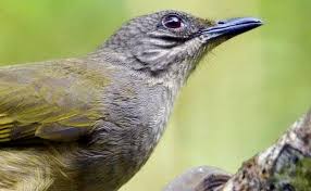 Burung kakaktua berwarna merah dan hijau: Trend Psikotes Nama Hewan Dan Burung Paling Baru