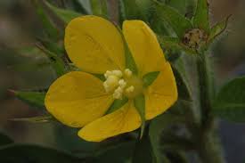 Image result for Ludwigia leptocarpa
