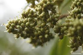 Image result for Heteropyxidaceae