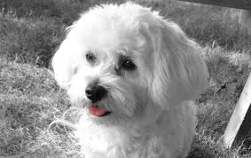 Available mixes poodle puppies for sale round the country Sweet Spot Havapoos Havapoo Puppies In Wisconsin A Happy Healthy Beautiful Blend Of Havanese And Miniature Poodle Home