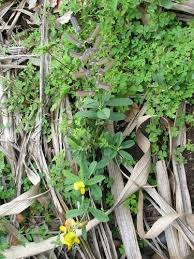 Image result for Crotalaria reptans- intermediates with pisicarpa