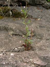 Image result for Epilobium