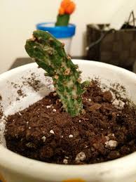 Mine was very good at letting me know it was unhappy by turning light green. I Think My Cactus Is Dying I Don T Know What To Do Cactus