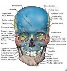 These include 14 bones in the face, 6 cranial bones and 6 auditory or ear bones. Facial Bone Anatomy Overview Mandible Maxilla