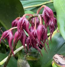 Image result for Bulbophyllum fuscum