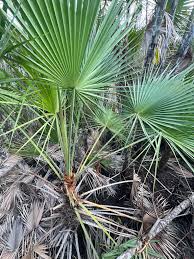 Image result for Acoelorrhaphe wrightii