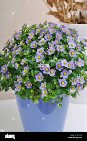 Image result for Exacum zombense