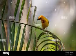 Image result for Agathisanthemum bojeri