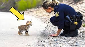 Gene Galitz Bear Mount Tips