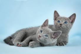 Here are some of the most common causes for excessive. Russian Blue Shedding Animal Hearted Apparel