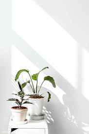 Check spelling or type a new query. Download Premium Image Of Tropical Plants By A White Wall With Window White Wallpaper For Iphone Iphone Wallpaper Plants Minimalist Wallpaper