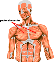 Examples of pectoral in a sentence. Pectoral Muscle Tear The Disabled List