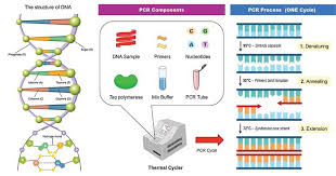 This pcr introduction will demonstrate that pcr is a fundamental technique used to amplify fragments of dna, frequently using the taq polymerase to. Polymerase Chain Reaction Pcr Molecular Biology The Biology Notes