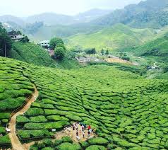 Suasananya yang dingin dan mendamaikan, ladang teh yang hijau dan makanan yang segar memang menjadi trademark cameron highland. 50 Tempat Menarik Di Cameron Highlands Popular Terkini