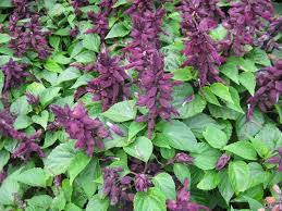 Not fully hardy, so ensure adequate protection is given in winter. Vista Purple Salvia Nana S Bloomers